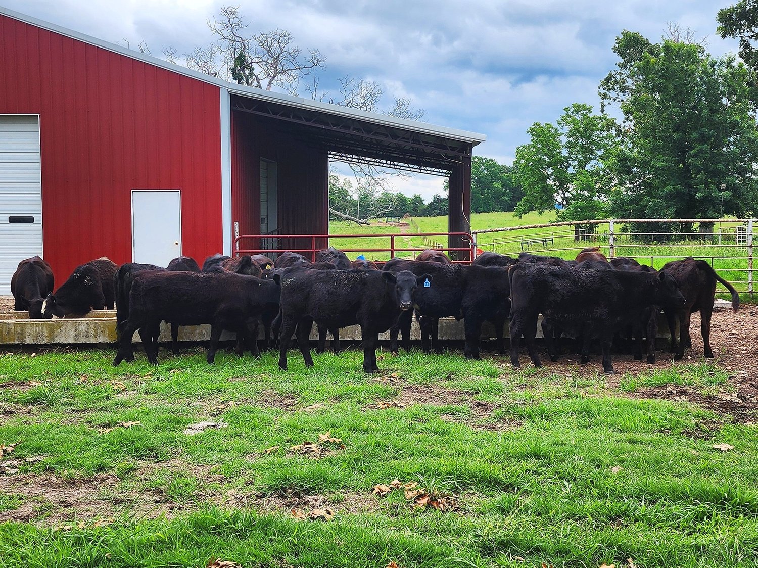 20240603_104915 Herd of black cattle gathered near a red barn, with green grass and trees in the background, showcasing a rural farming scene.