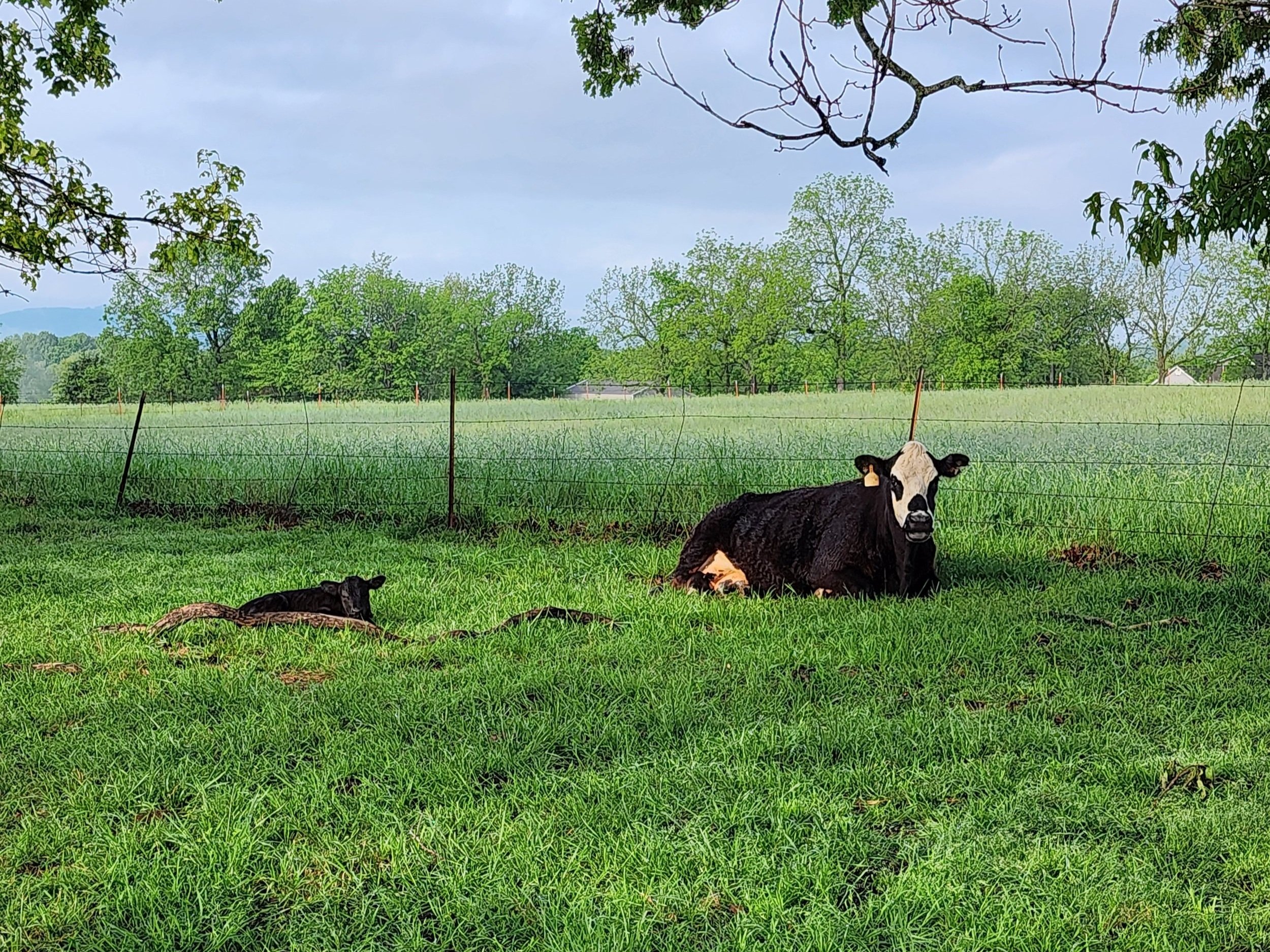Brenna+Brust+-+20240429_081142 A black and white cow resting in a grassy field with a calf lying nearby, surrounded by trees and a fence under a partly cloudy sky.