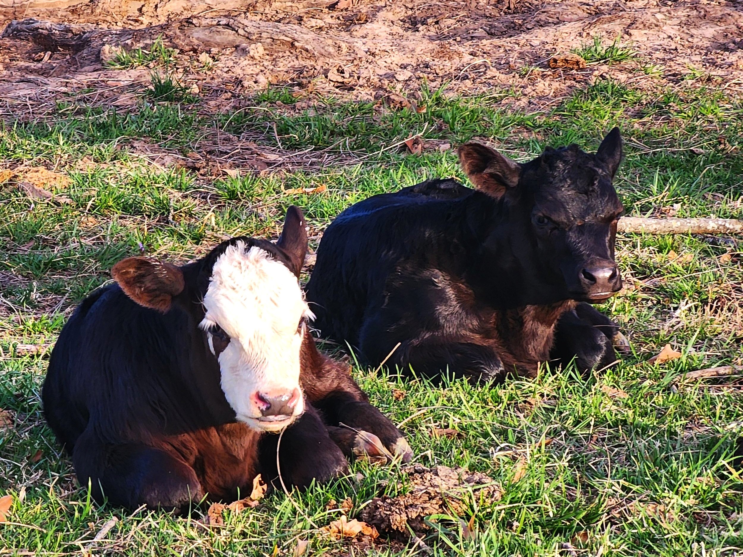 Brenna+Brust+-+main+page+our+mission Two young calves resting on green grass in a sunny pasture, one with a distinctive white face and the other entirely black.