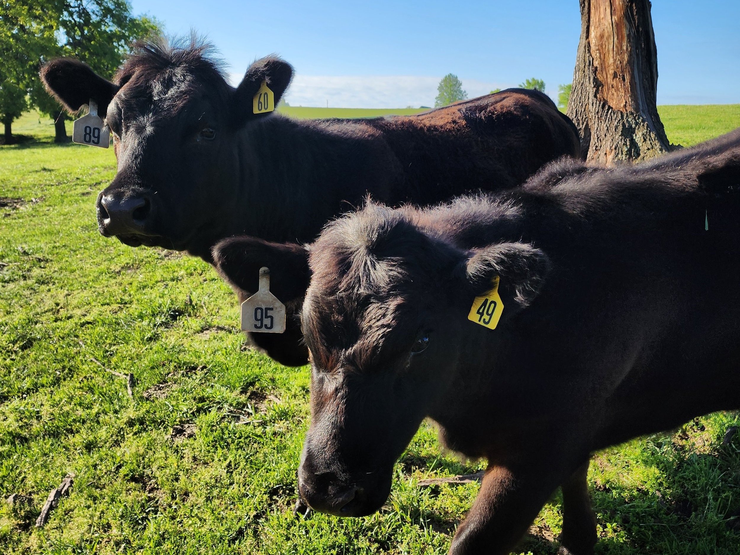 Brenna+Brust+-+main+page+our+products Two black cows with ear tags numbered 89 and 95 grazing in a lush green pasture under a clear blue sky.